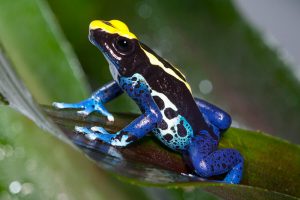 poison frogs