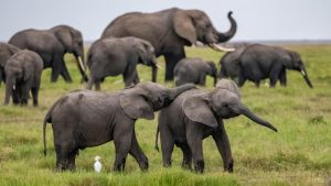 animals elephant