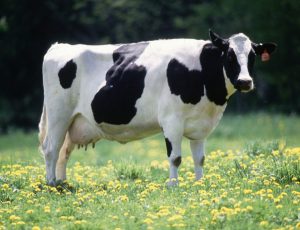 cow animal