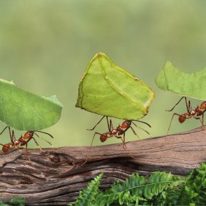 team work of ants