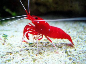 shrimp animals