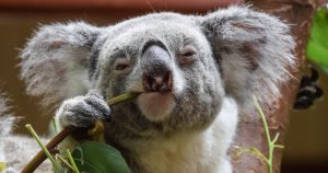 animal koala