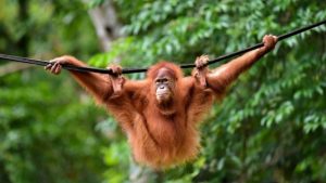 animals orangotan