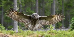 owl flying gently