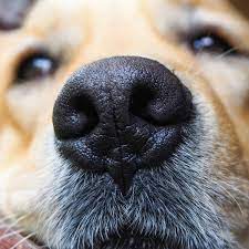dog nose prints