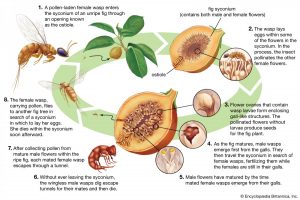 fig lifecycle