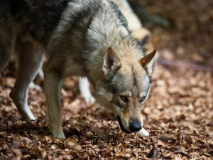 wolf