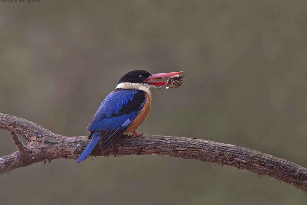 Sundarbans National Park, West Bengal