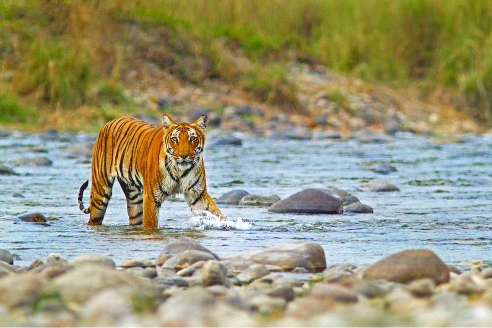 Corbett National Park, Uttarakhand