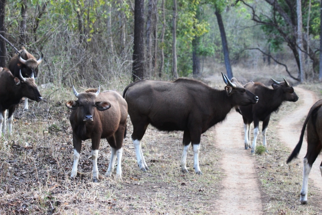 Kanha National Park, Madhya Pradesh