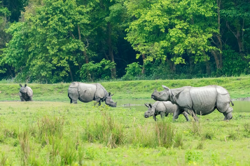 Kaziranga National Park, Assam