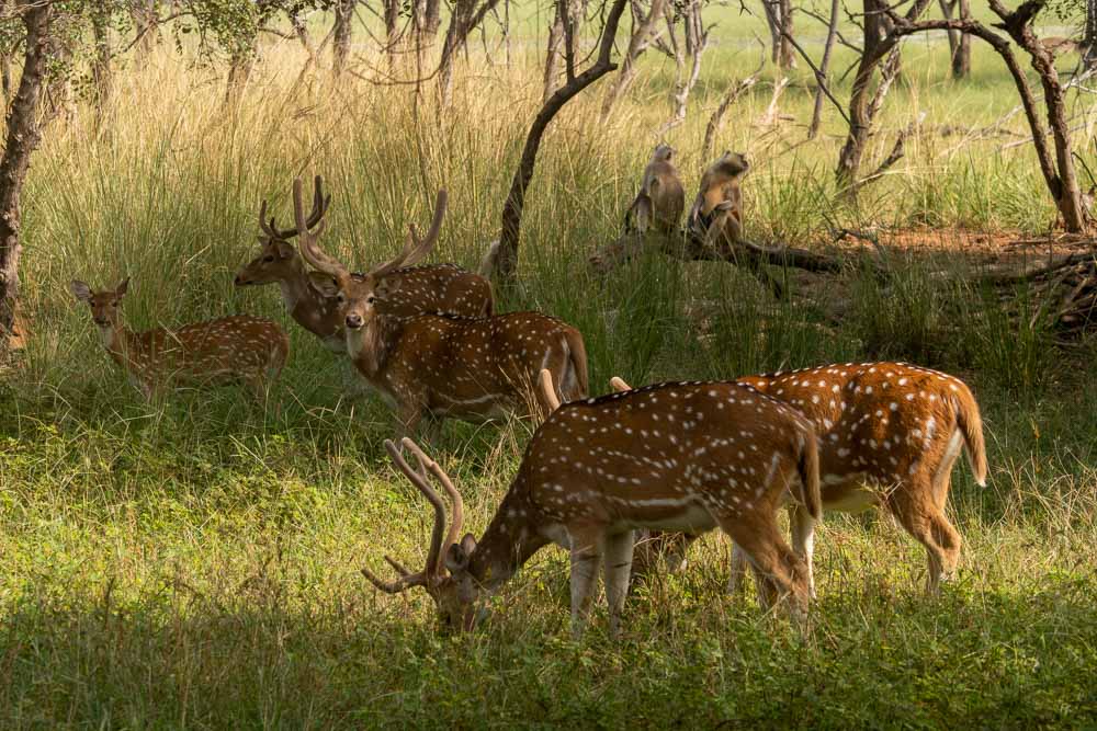 Ranthambore National Park, Rajasthan