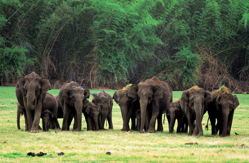 Nagahole National Park, Karnataka