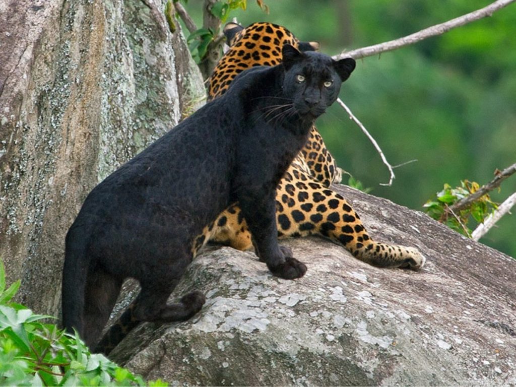 Bandipur National Park, Karnataka