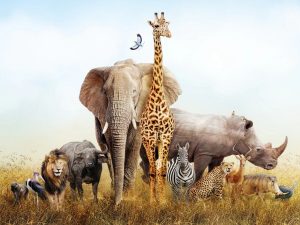 Top Ways To Protect Wildlife