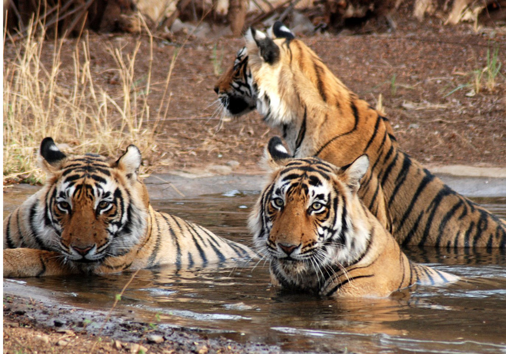 Ranthambore Tiger Reserve, Rajasthan