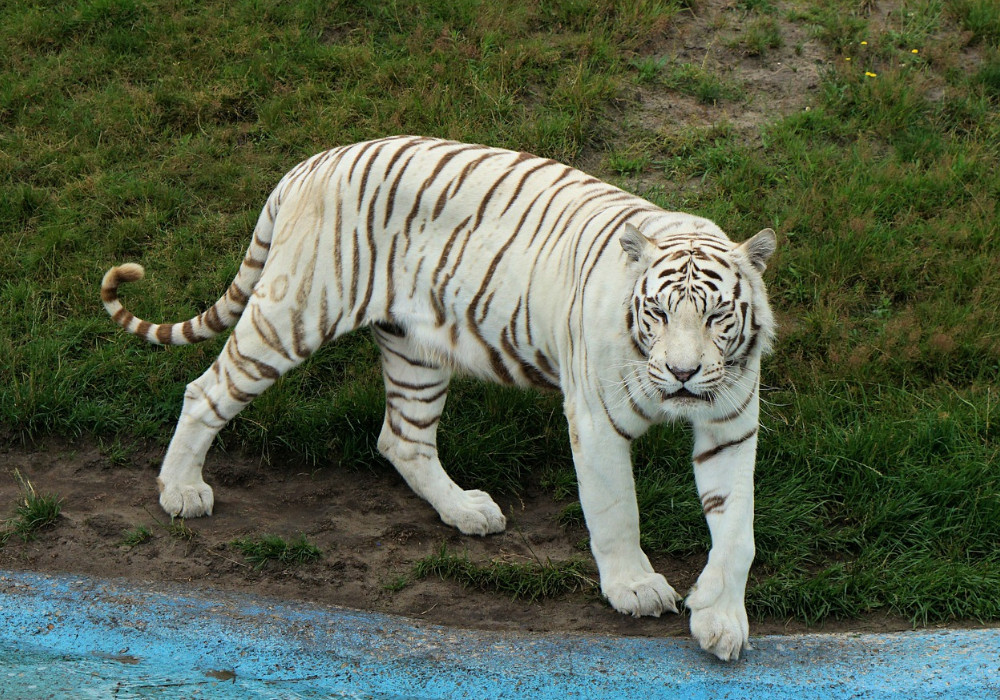 Sunderban Tiger Reserve, West Bengal