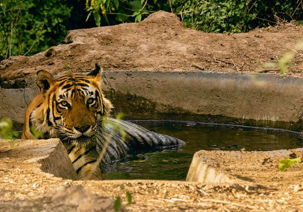 Sariska Tiger Reserve - 200 km from Delhi