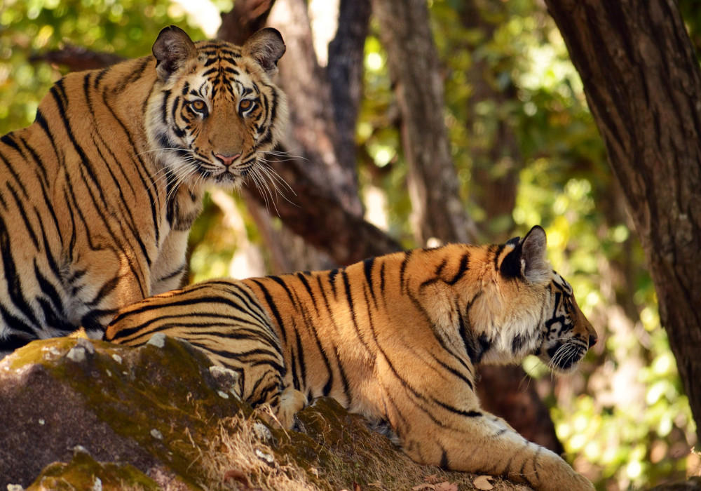 Periyar Tiger Reserve, Kerala