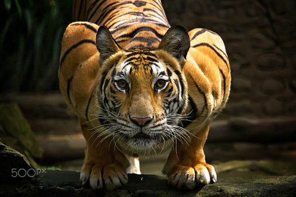 International Tiger Day: Preserving the Majesty of the Jungle