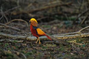 Rarest Birds in the World