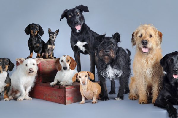 The Favorites Among Canine Lovers: Most Popular Dog Breeds