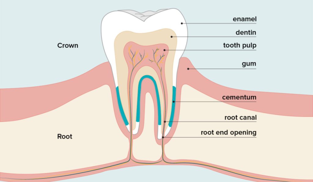 Structure of Teeth