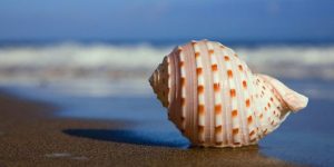 Seashell