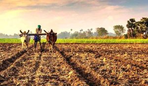 kisan