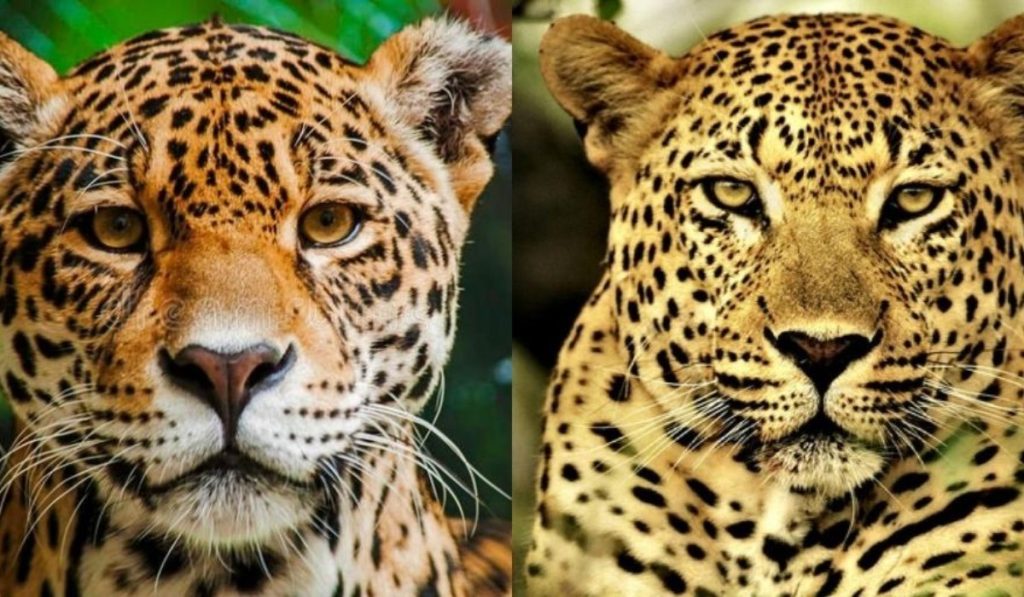 leopard jaguar