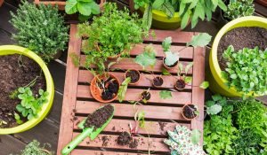 Kitchen Farming