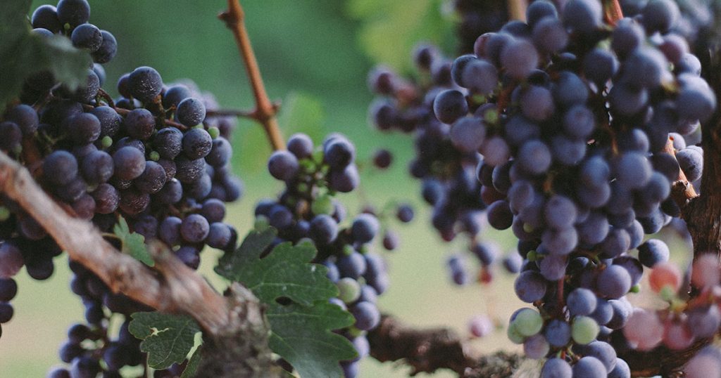 Grape Wine