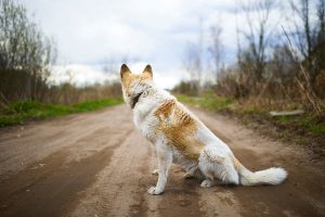 Exploring the World's Most Notorious Dog Breeds