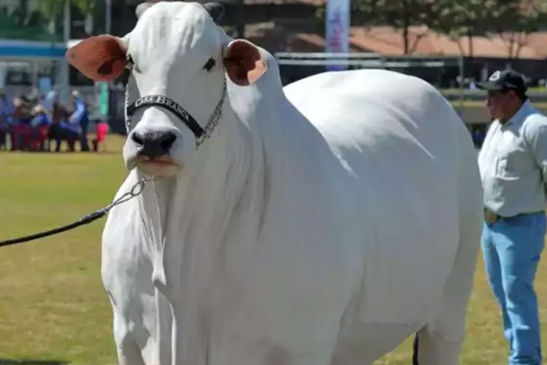 Viatina-19: The Record-Breaking Nellore Cow Sold for Rs 40 Crore