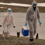 H5N1