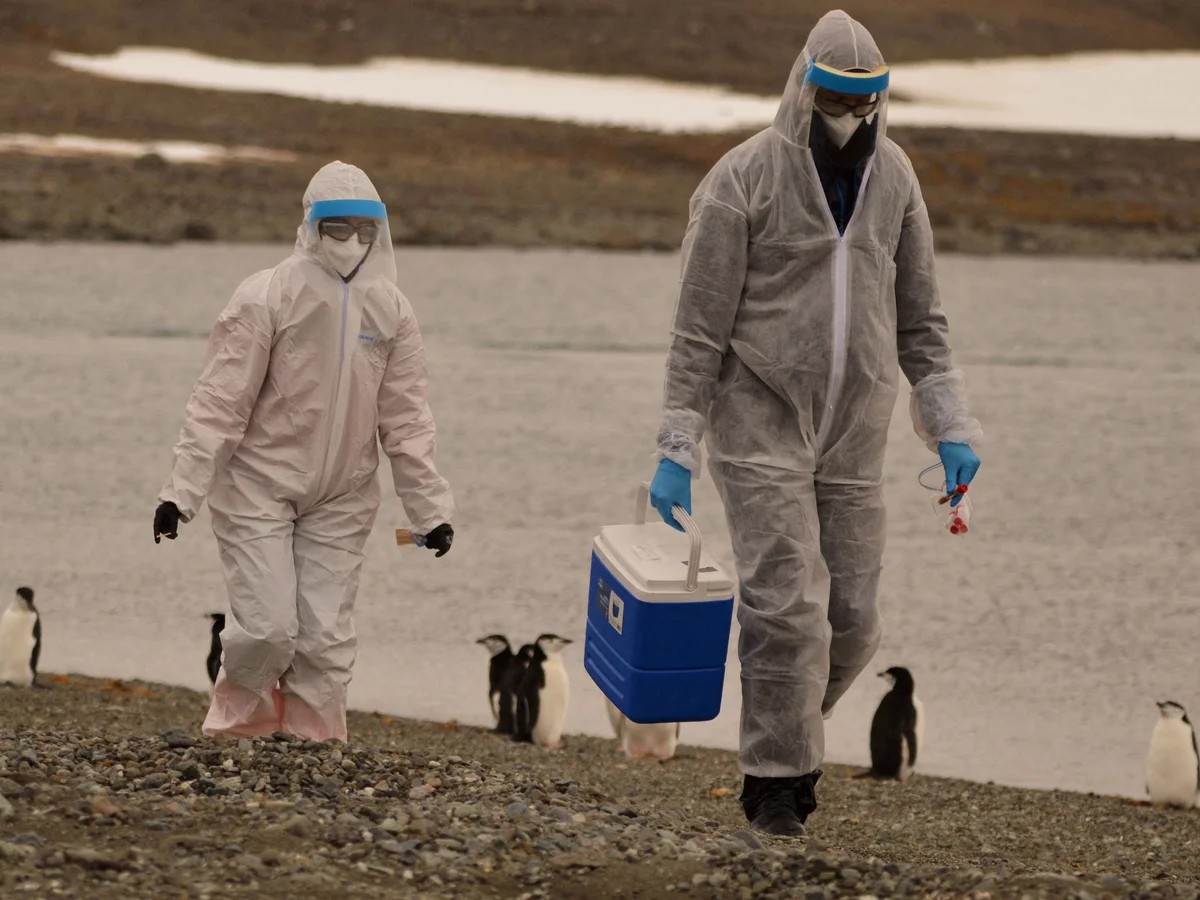 H5N1