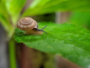 animals-that-hibernate
