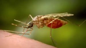 mosquito
