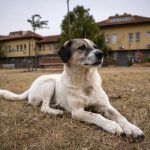 Supreme Court Modifies Verdict on Stray Dogs: Humane Return, Not Shelter Relocation