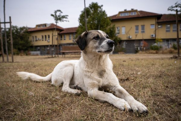 Supreme Court Modifies Verdict on Stray Dogs: Humane Return, Not Shelter Relocation