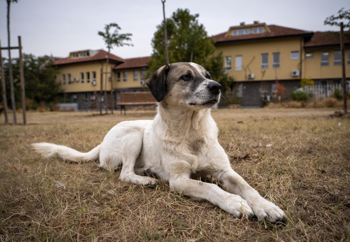 Supreme Court Modifies Verdict on Stray Dogs: Humane Return, Not Shelter Relocation