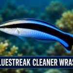 Bluestreak