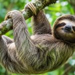 Sloth Day