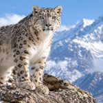Snow Leopard